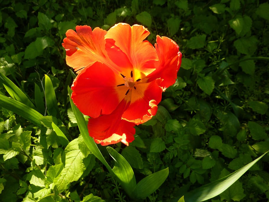 tulip, nature, spring, flowering plant, fragility, beauty in nature HD wallpaper