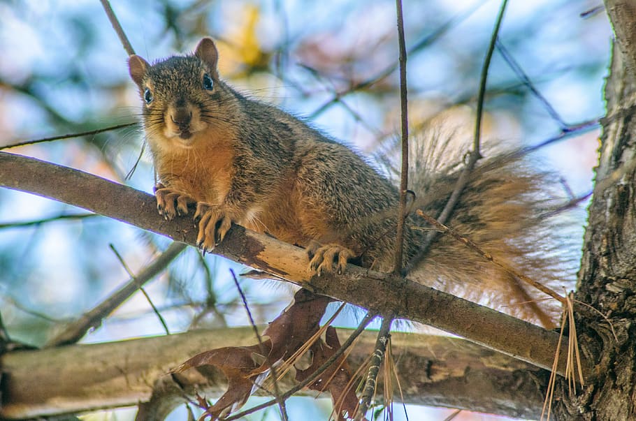 squirrel, tree, animal, nature, forest, wildlife, cute, mammal HD wallpaper