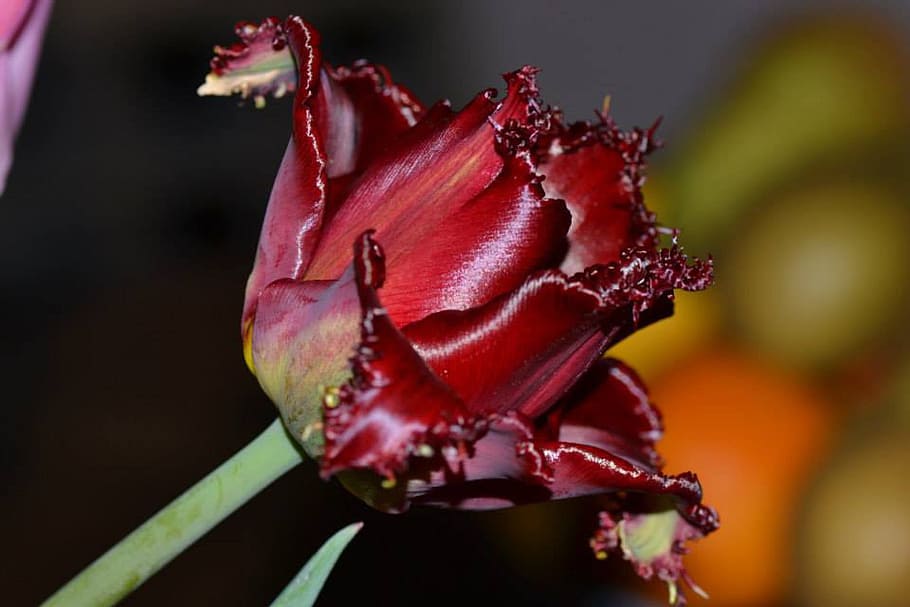 flower, tulip, red, flowering plant, close-up, freshness, beauty in nature HD wallpaper