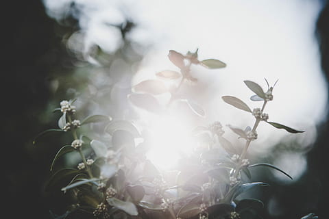 white petaled flowers shined by sunlight, closeup photography of white and green leaf plant HD wallpaper