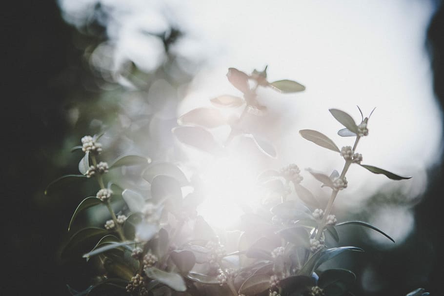 white petaled flowers shined by sunlight, closeup photography of white and green leaf plant HD wallpaper