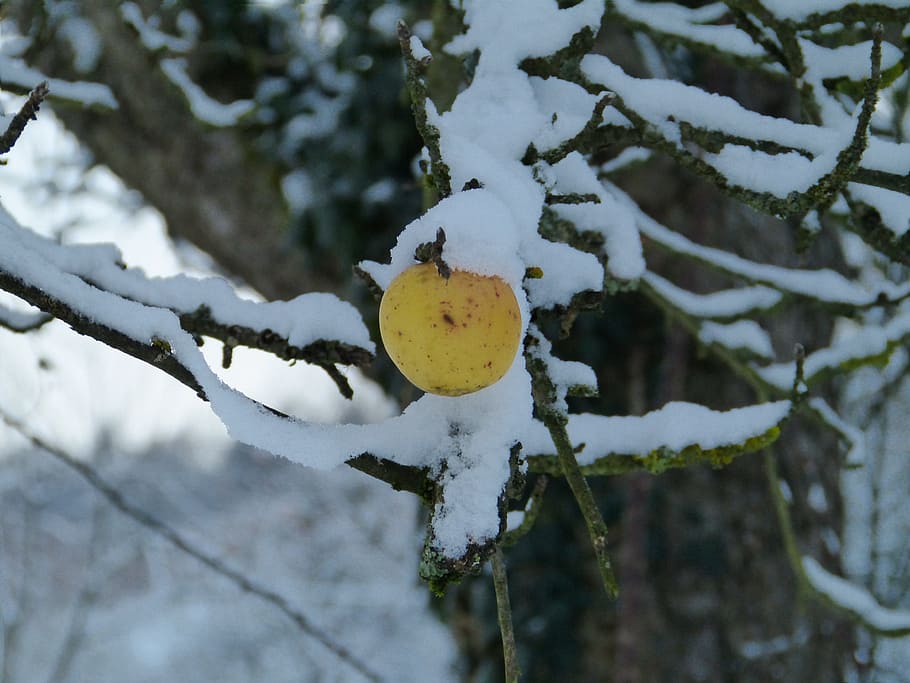 Winter, Apple, Snow, Cold, Frost, Frozen, wintry, nature, ice HD wallpaper