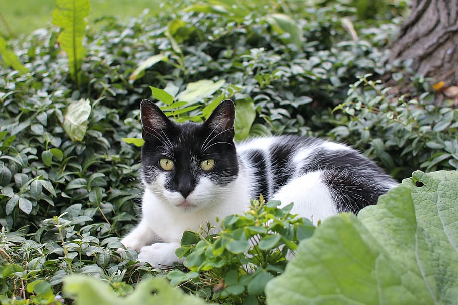 short-fur black and white cat resting on green grass, garden HD wallpaper
