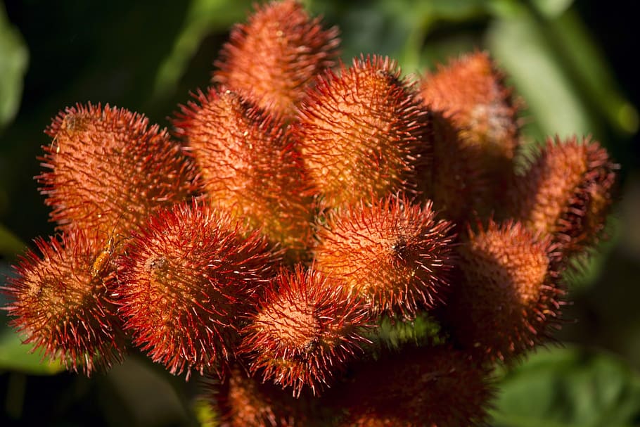 Annatto, Fruit, Tree, Nature, Food, power supply, urucu, bixáceas HD wallpaper
