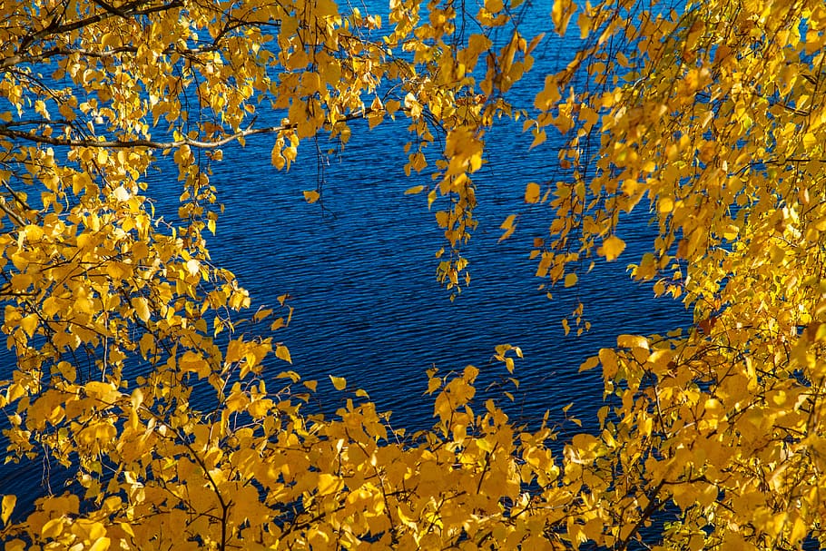 yellow leaves in finland, yellow leafed tree, lake, water, sea HD wallpaper