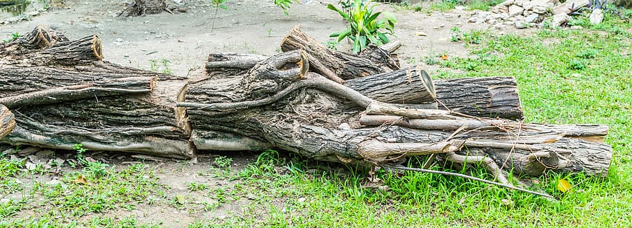 tree, dead, nature, desert, dry, death, landscape, old, natural HD wallpaper
