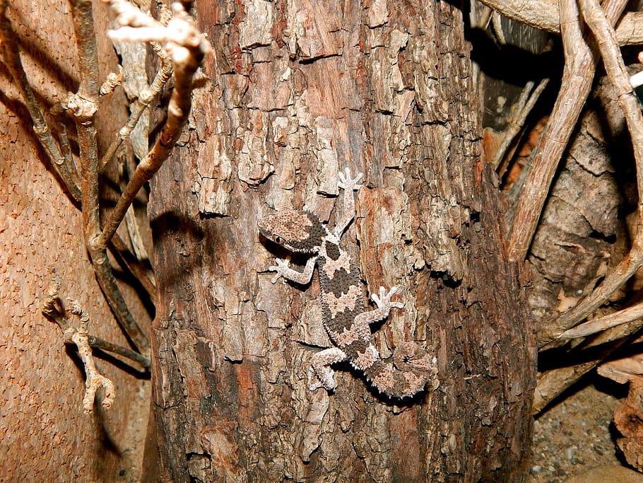 disguised, gecko, reptile, tree trunk, wood - material, textured HD wallpaper