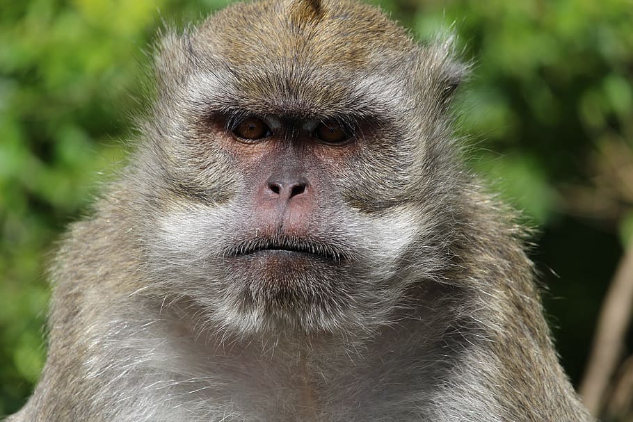 Monkey, Mauritius, Face, Grim, animals in the wild, animal wildlife HD wallpaper