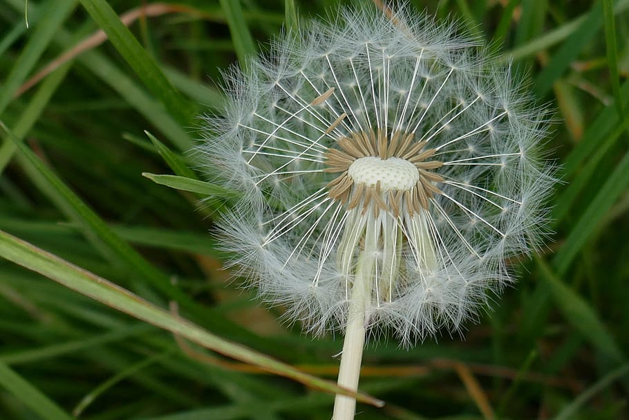 flower, dandelion, macro, plant, fragility, vulnerability, close-up HD wallpaper