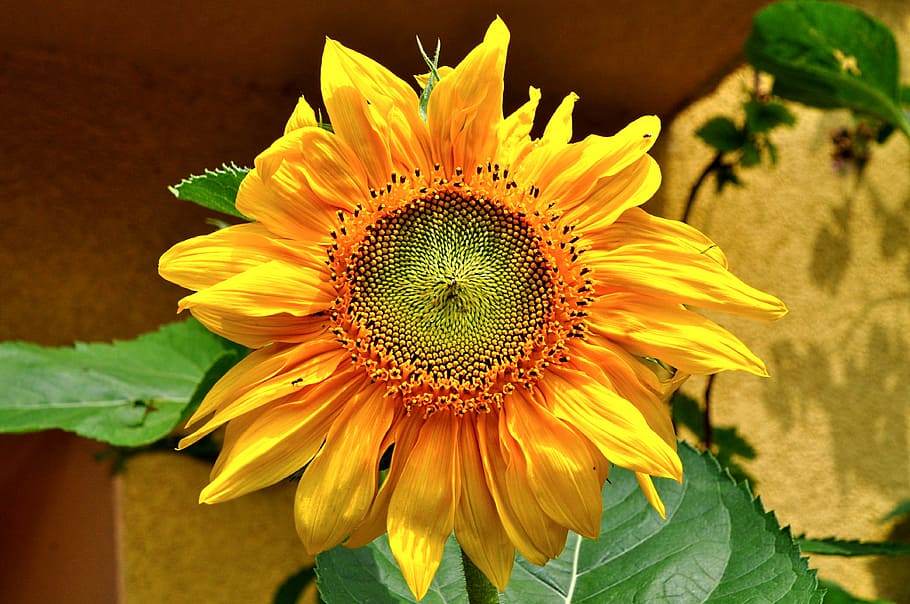 Sunflower, Summer, Garden, petal, flower head, fragility, plant HD wallpaper