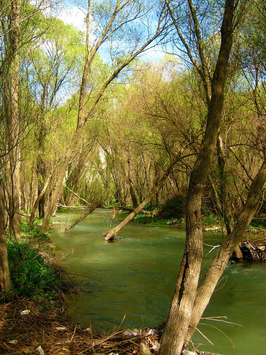 Tree, Spring, Spring, Water, River, Stream, landscape, wilderness HD wallpaper