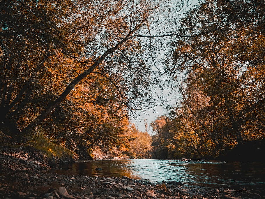 brown leafed tree during daytimes, nature, trees, rocks, pebbles HD wallpaper