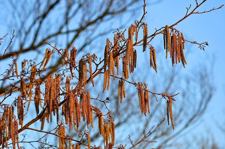 tree, branch, flower, catkins, male catkins, springtime, flowering HD wallpaper