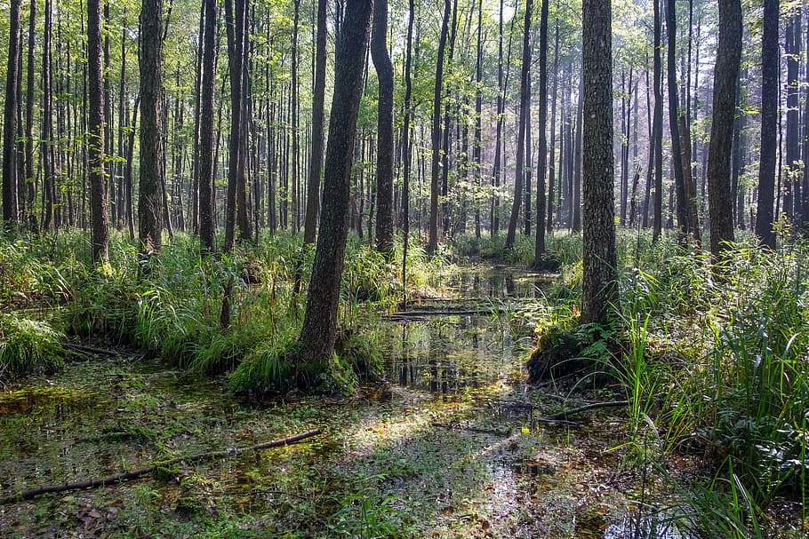 Forest, Swamp, Trees, Wetland, environment, wood, summer, green, HD wallpaper