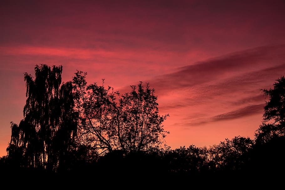 sunset, sky, denmark, tree, silhouette, plant, beauty in nature HD wallpaper