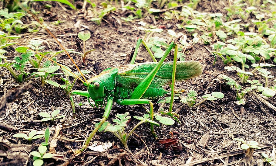 grasshopper, mantis, insect, green, green color, animals in the wild HD wallpaper