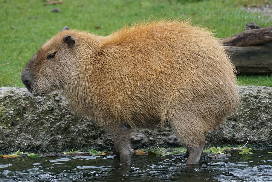brown capybara, rodent, herbivores, largest rodent, guinea pig-like, HD wallpaper