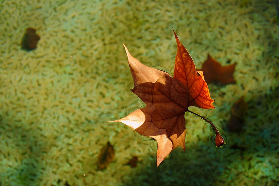 leaf, autumn, dry leaf, leaves, yellow, winter, water, float HD wallpaper