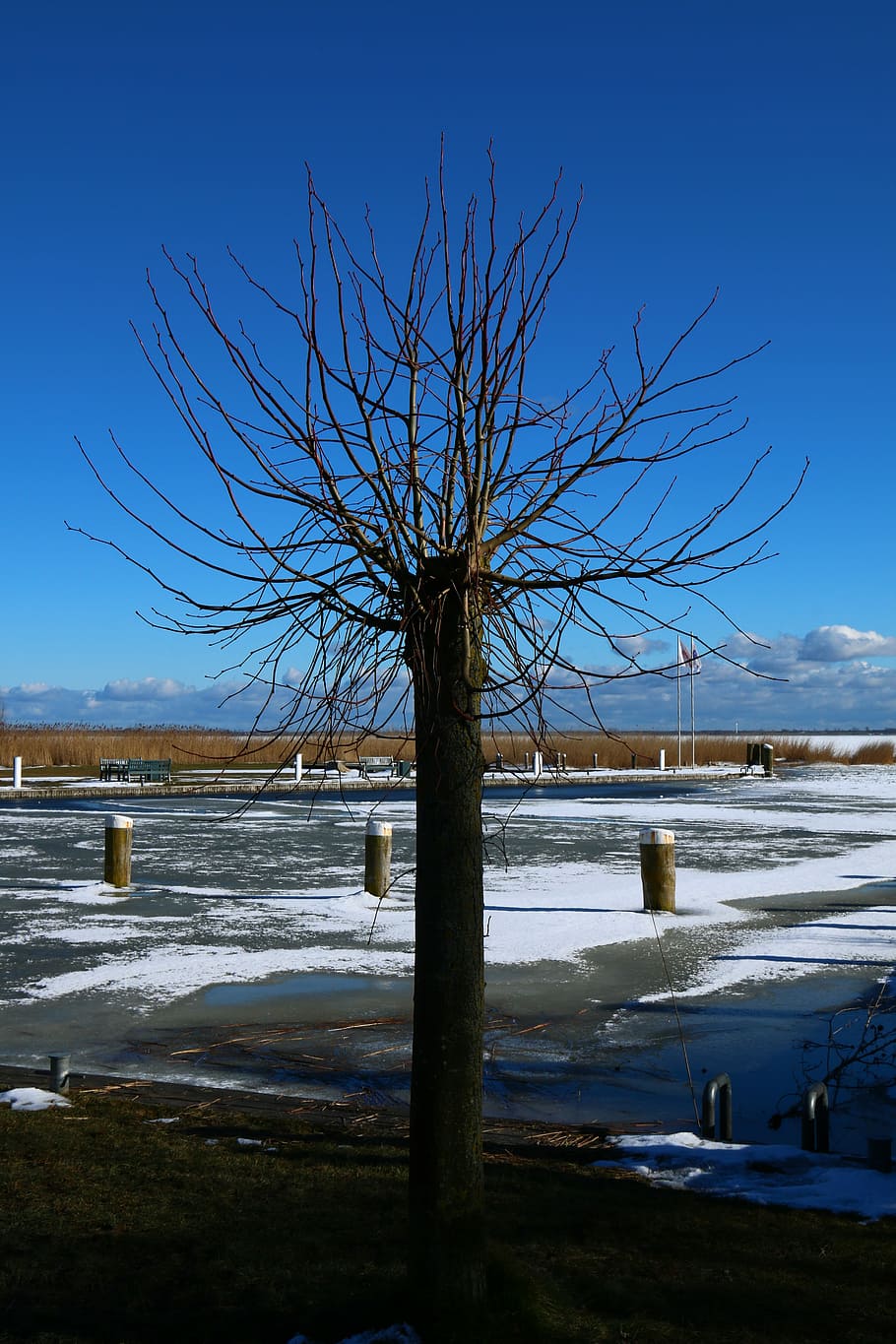 tree, waters, nature, sky, landscape, snow, cold temperature HD wallpaper