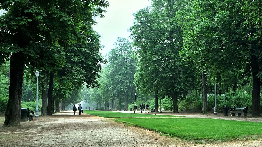 park, trees, rest, plant, green color, growth, nature, day HD wallpaper