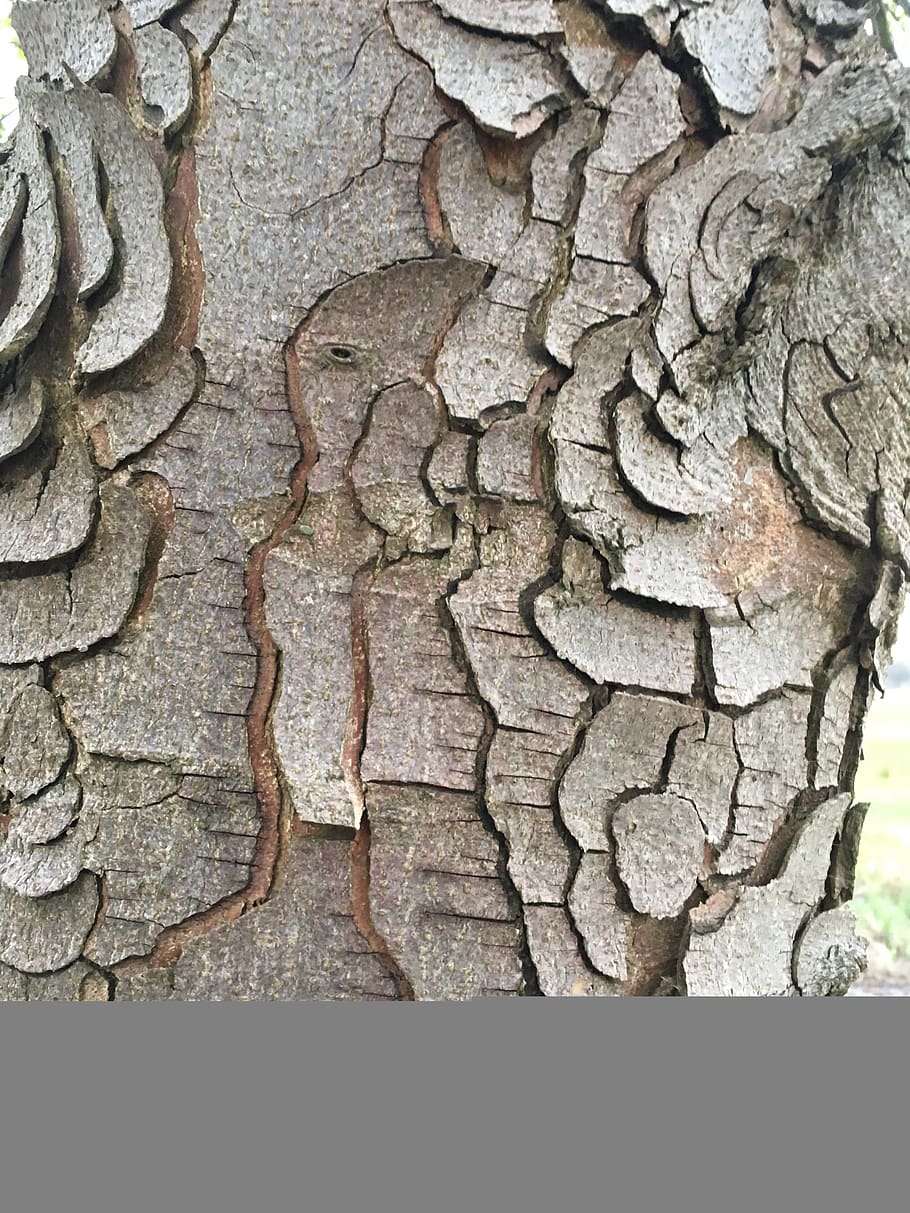 nature, rau, background, pattern, tree trunk, textured, no people HD wallpaper