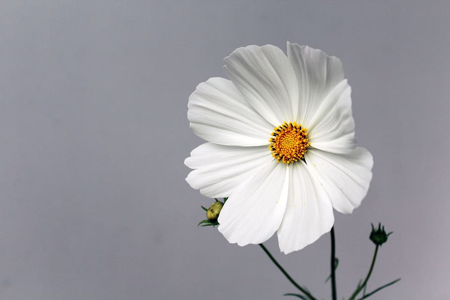 white eight-petaled flower, blossom, bloom, spring, summer HD wallpaper