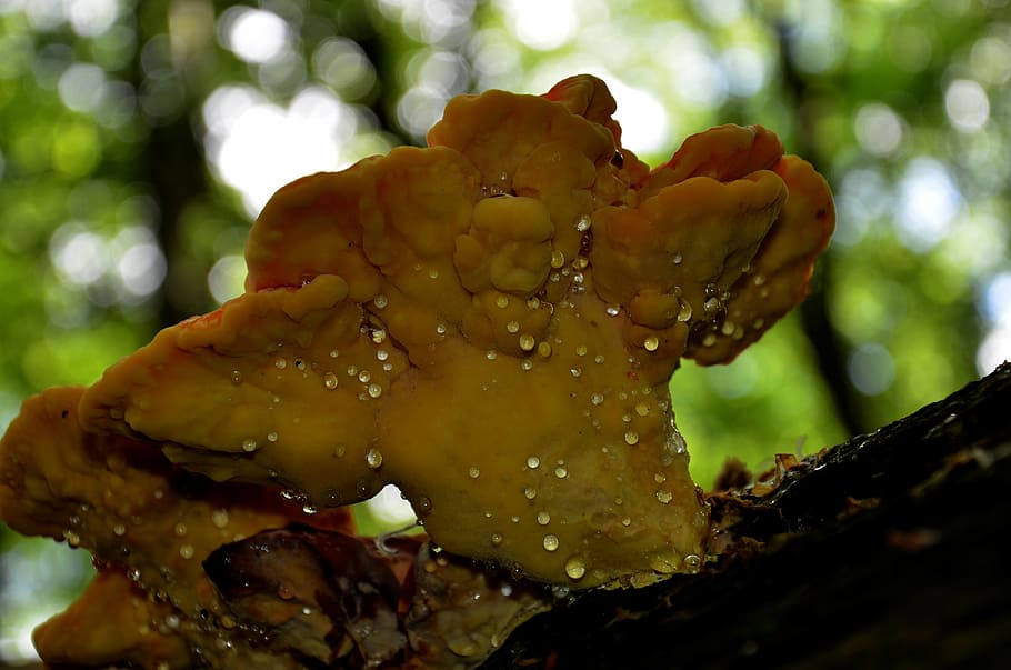 agaric, spring, mushroom, plant, close-up, wet, beauty in nature HD wallpaper