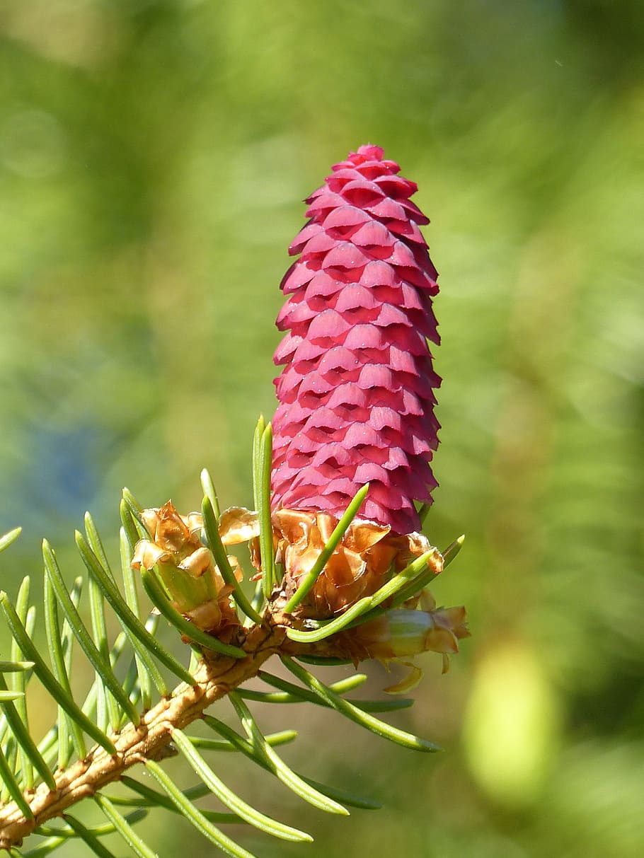 Gran, Cone, Twig, Green, Spring, red, nature, growth, plant HD wallpaper