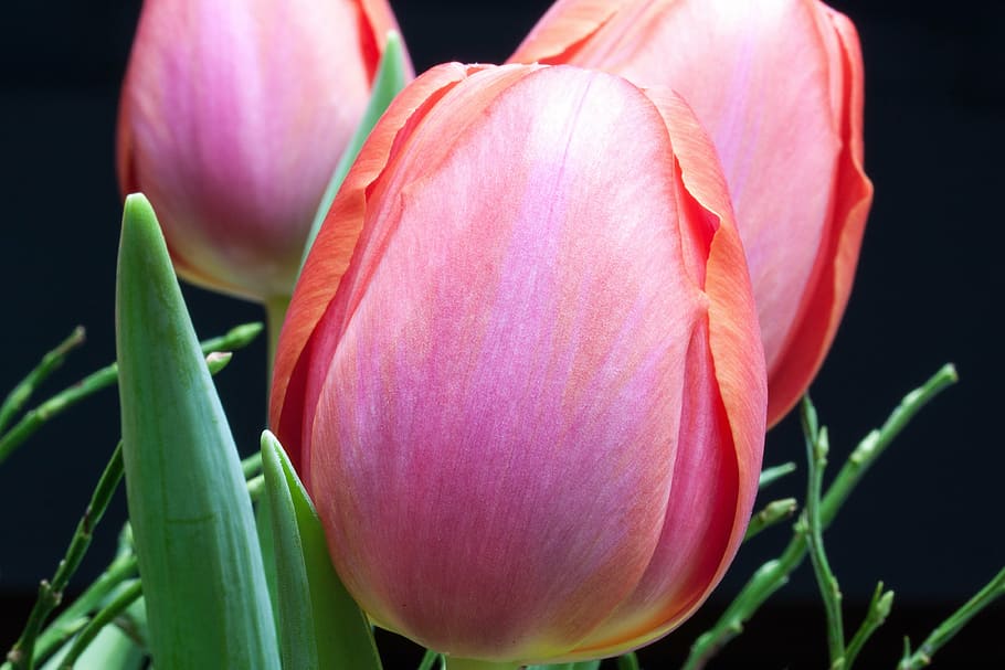 tulip, lily, spring, nature, flowers, tulips, schnittblume HD wallpaper