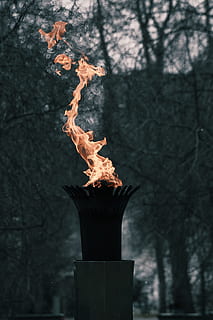 fire, hot, heat, burn, flame, steel, tree, nature, plant, heat - temperature HD wallpaper