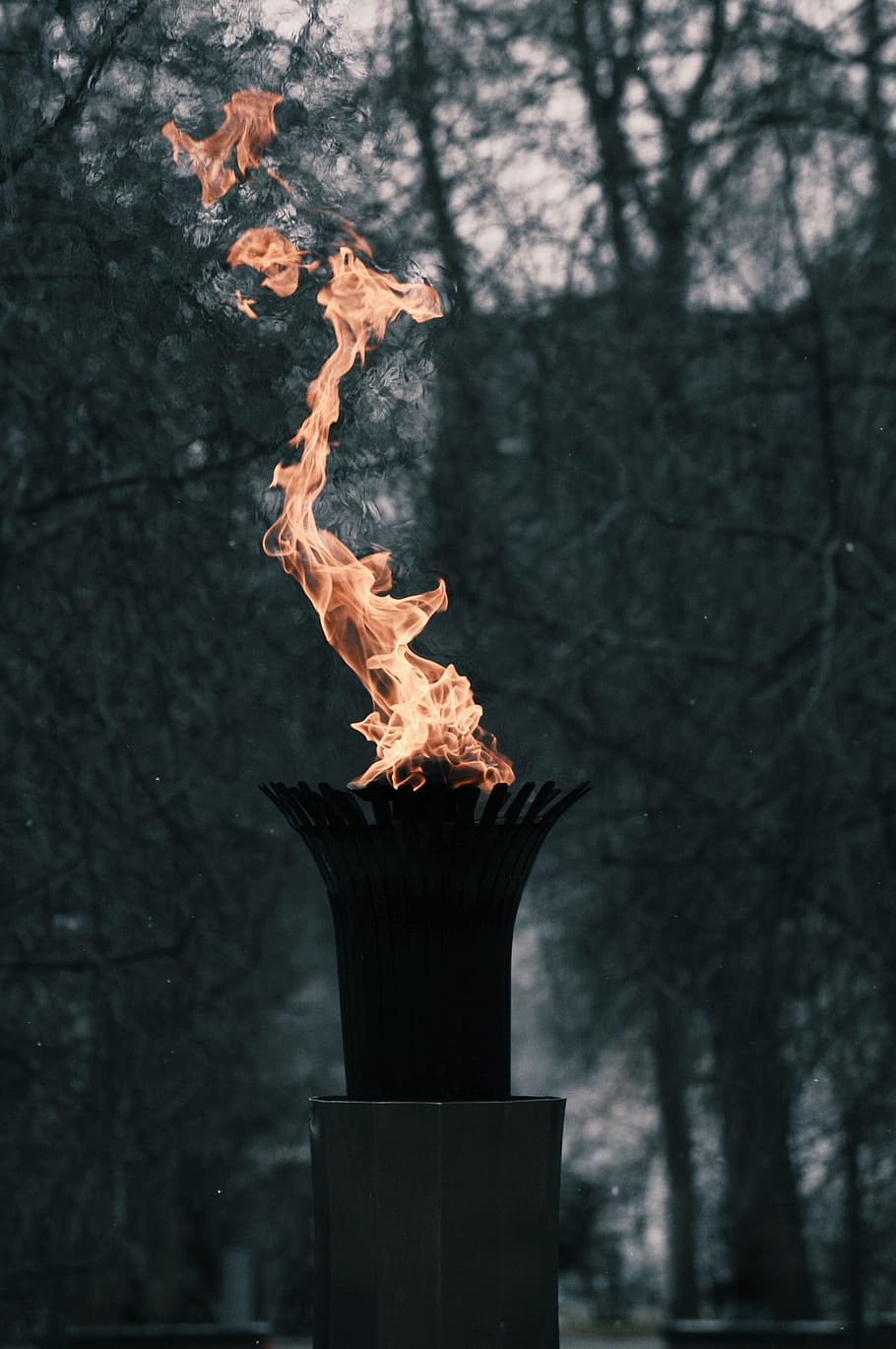fire, hot, heat, burn, flame, steel, tree, nature, plant, heat - temperature HD wallpaper