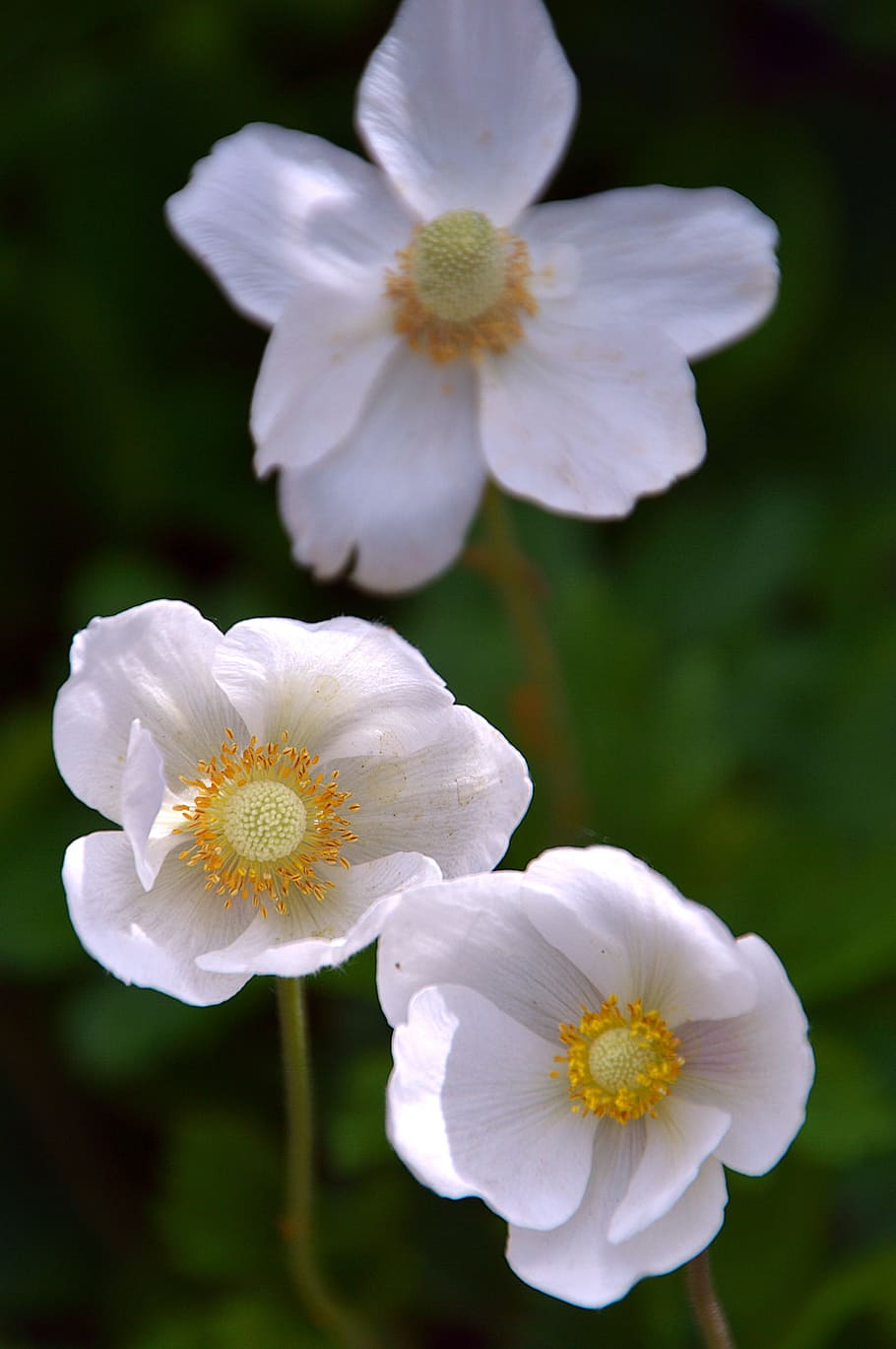 White, Spring, Sunshine, Flower, flowers, nature, spring flowers HD wallpaper