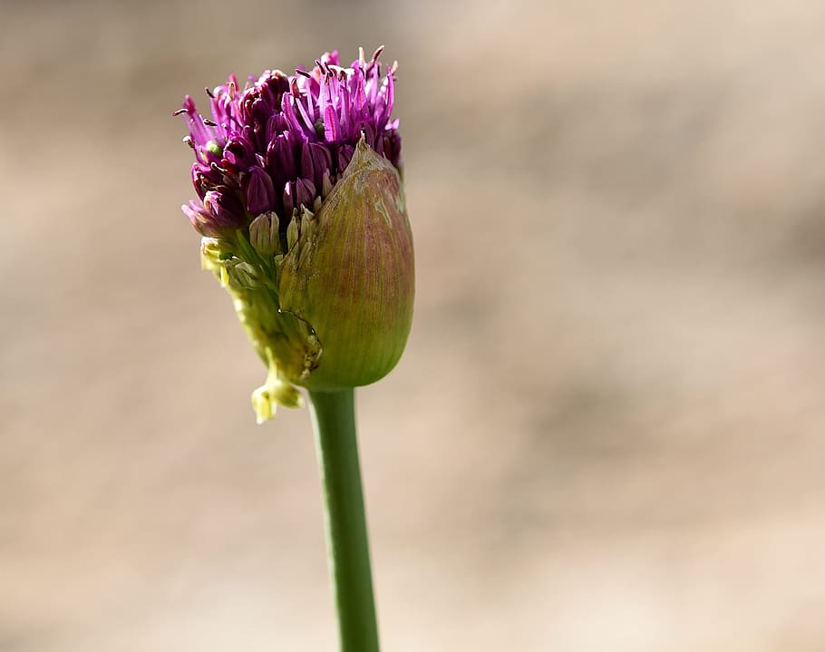 flower, spring flower, blossom, bloom, half closed, garden, HD wallpaper