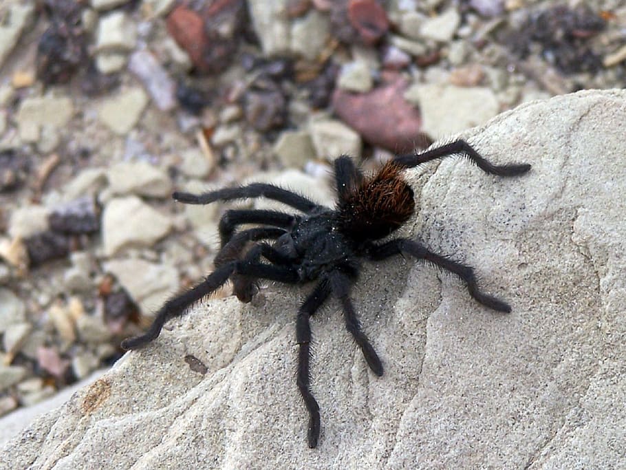 spider, tarantula, large, rock, hairy, desert, wildlife, arachnid HD wallpaper