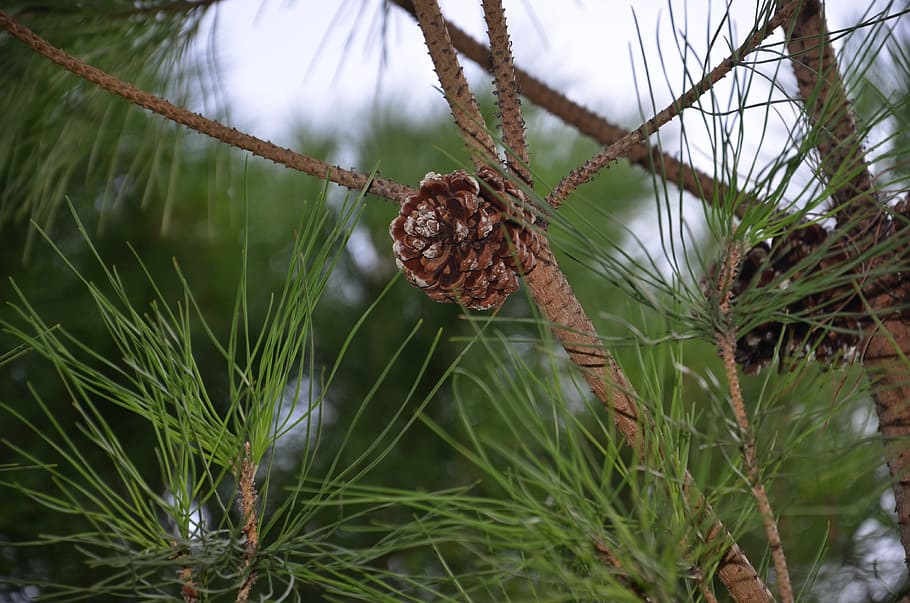 tree, pine, cone, plant, growth, nature, close-up, day, beauty in nature HD wallpaper