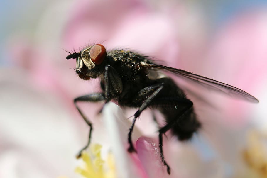fly, cherry blossom, insect, spring, macro, small, animal, sitting HD wallpaper