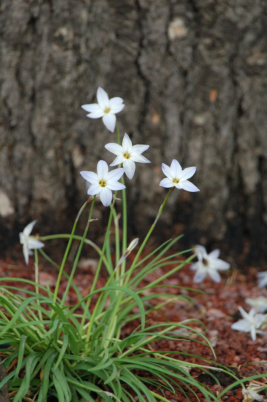 flowers, small, nature, flowering plant, fragility, vulnerability HD wallpaper