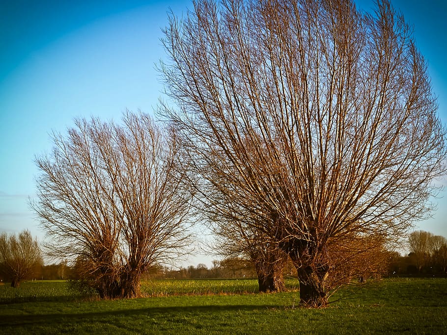 Landscape, Nature, Trees, Graze, rheinauen, meadow, river landscape HD wallpaper
