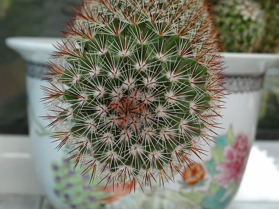 Cactus, Plant, Pot, Flower, Botanical, decorative, natural HD wallpaper