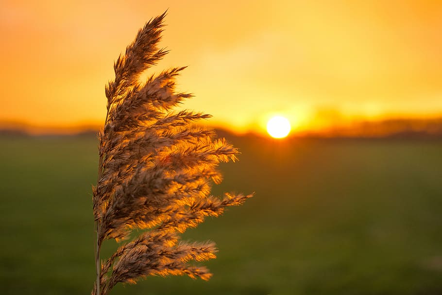 tilt shift lens photography of grass, plume, sunset, yellow HD wallpaper