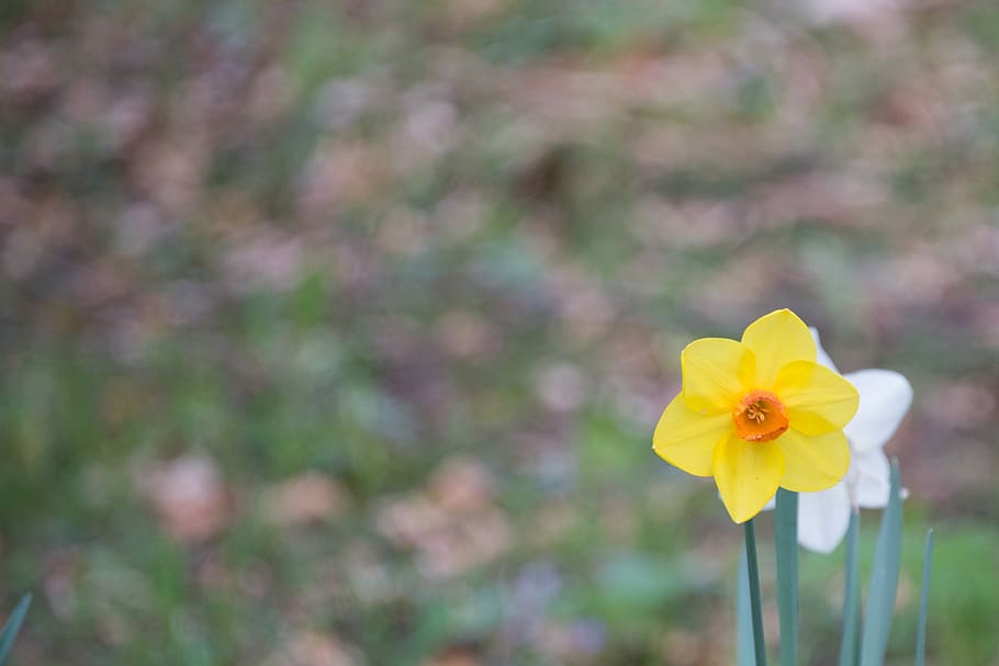 Daffodil, Flower, Blossom, Bloom, Yellow, plant, spring, narcissus HD wallpaper