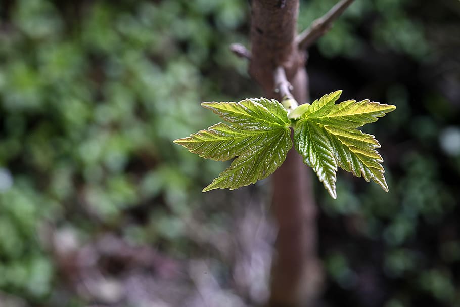 mountain maple, shoots, leaf, nature, plant, growth, tree, engine HD wallpaper