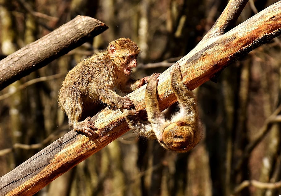 Hd Wallpaper Two Monkeys On Tree Branch Berber Monkeys Play Cute Endangered Species