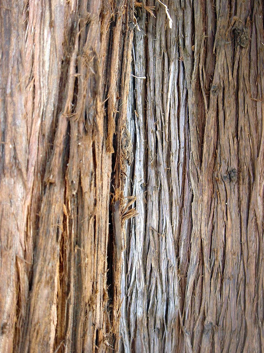 tree, bark, old, strain, surface, wood, textured, full frame HD wallpaper
