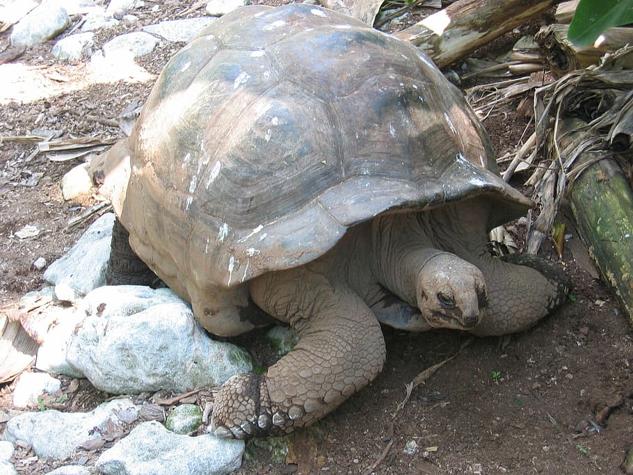 turtle, giant tortoise, panzer, armored, slowly, seychelles HD wallpaper