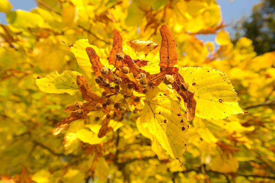 Seeds, Flying, Linde, Tree, Autumn, flying seeds, fall color HD wallpaper