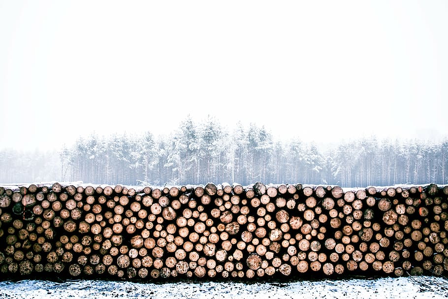 chopped wood, cold, firewoods, logs, lumber, nature, pile, snowy