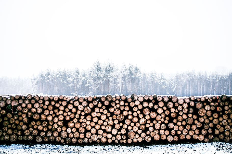firewood lot, pile of brown wood logs, snow, tree, forest, winter HD wallpaper
