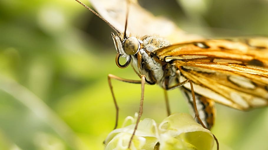 butterfly, macro, insect, nature, detail, park, spring, animals in the wild HD wallpaper