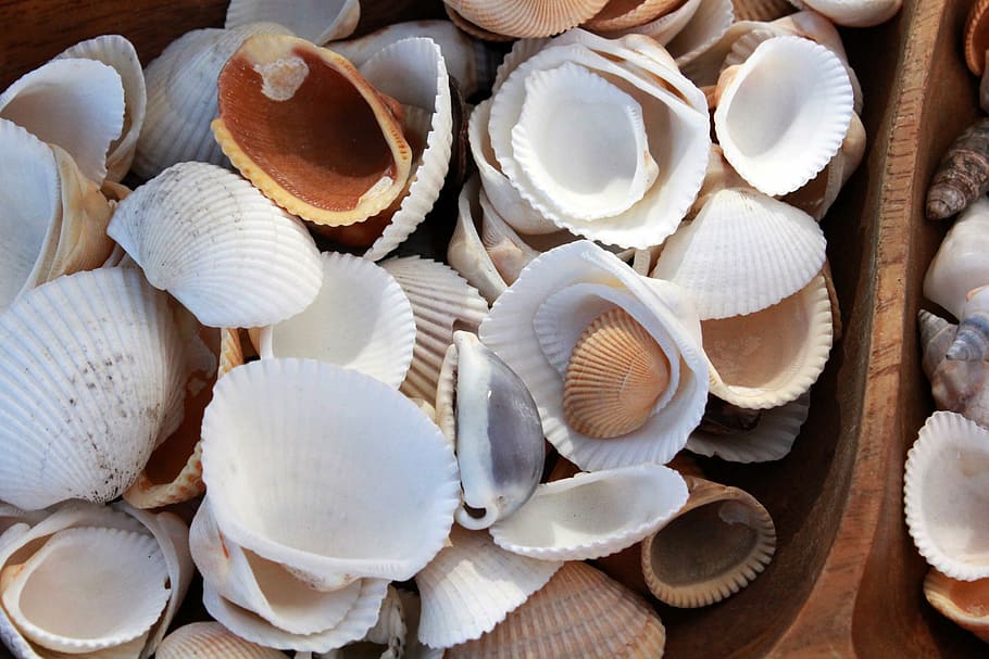 shell, shells, seashell, ocean, nature, sea shell, sea shells HD wallpaper